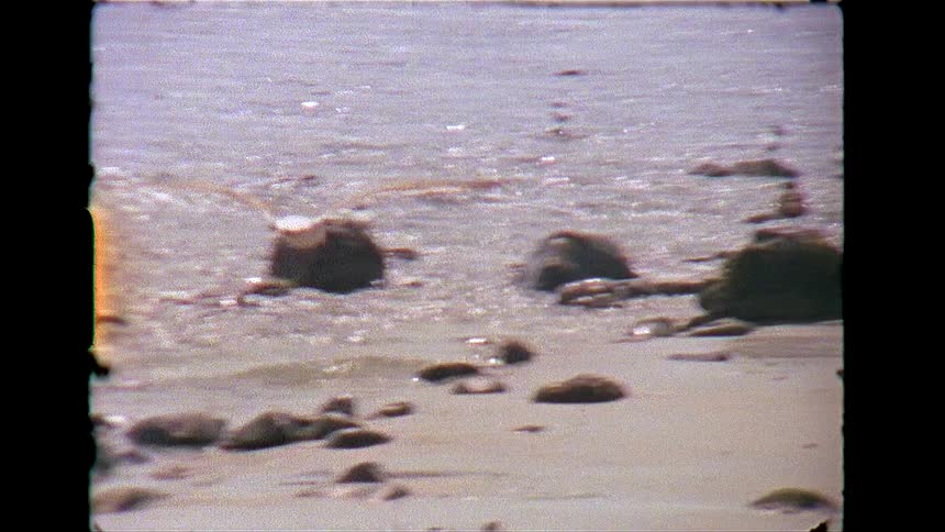 Seagulls fly on the beach