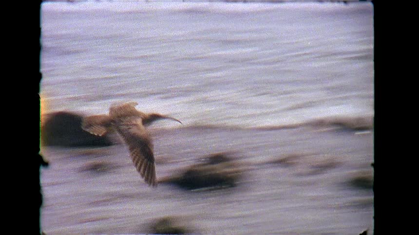 Bird flying over the sea