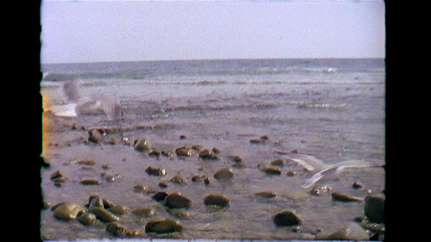 Archivalstyle footage shows seagulls taking flight from a rocky beach adjacent to the ocean surf