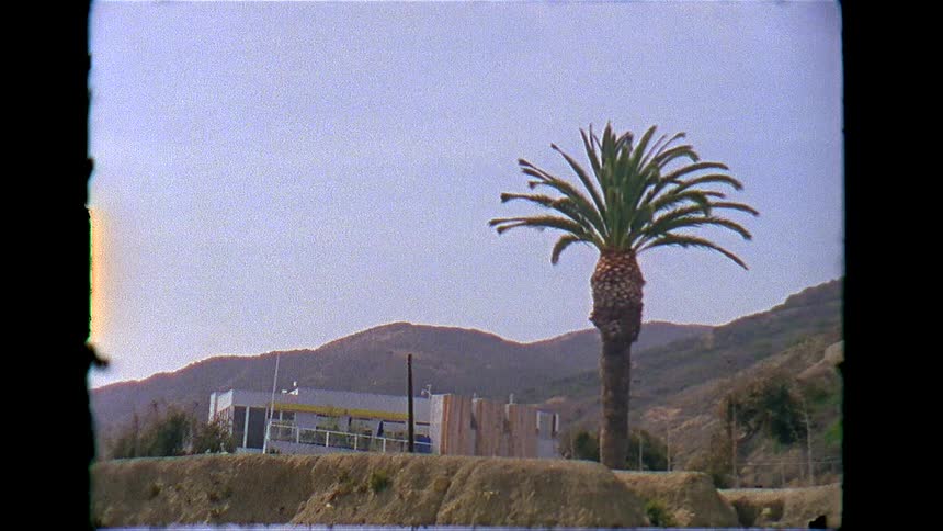 A giant palm tree stands next to a commercial building in a mountainous setting
