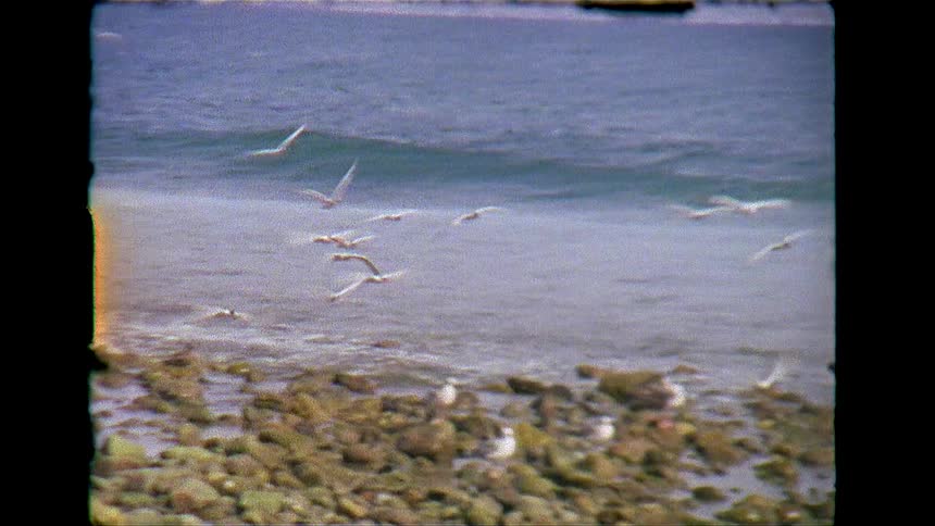 A flock of birds fly over the rocks on the beach