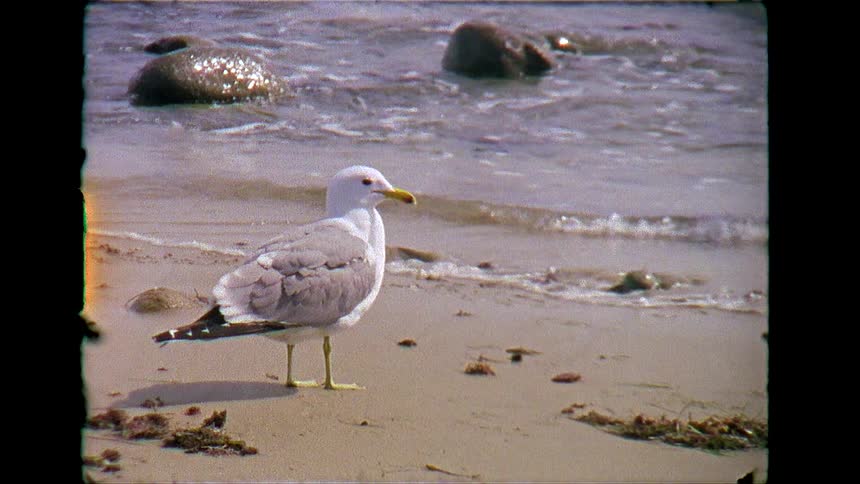 Bird on the beach sand near the ocean water