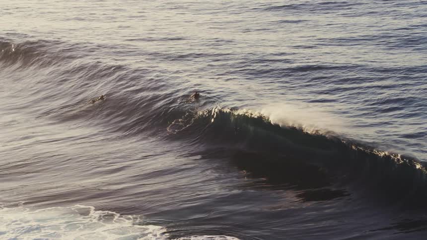 Surfers wading in the ocean ride over the swell of a wave before it starts to break