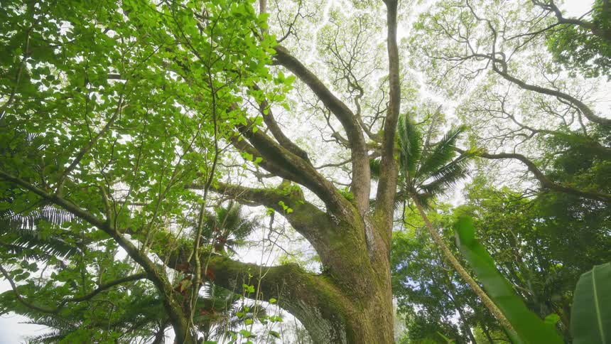 The canopy of a forest shows a variety of trees