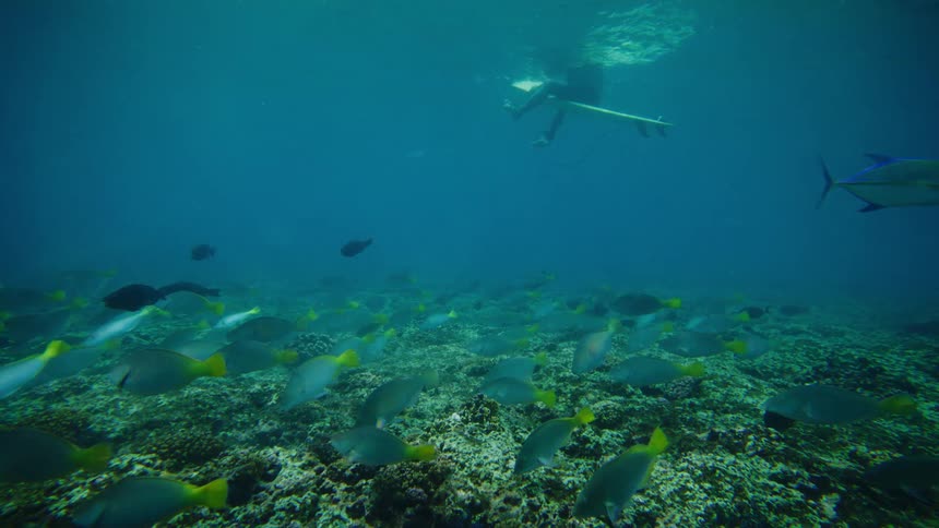 A man sits on his surfboard as the fish swim underneath the water