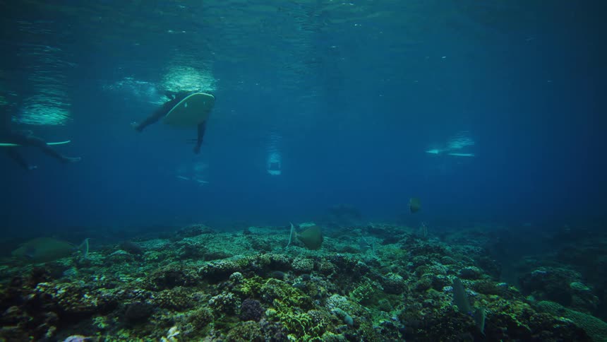 An underwater coral reef bustling with colorful fish bathed in sunlight beams while surfers paddle across the surface above