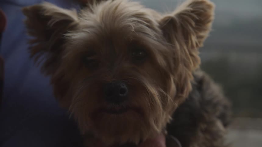A person is holding a small dog with a lot of fur