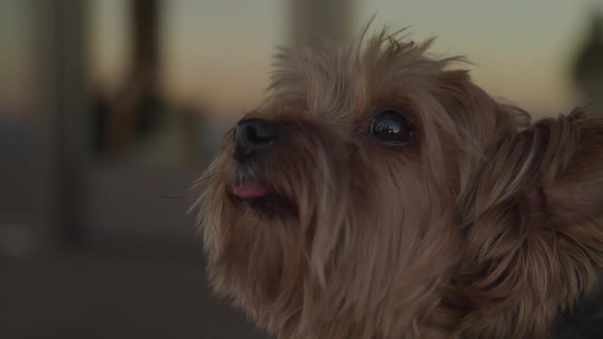 The small dog looks up
