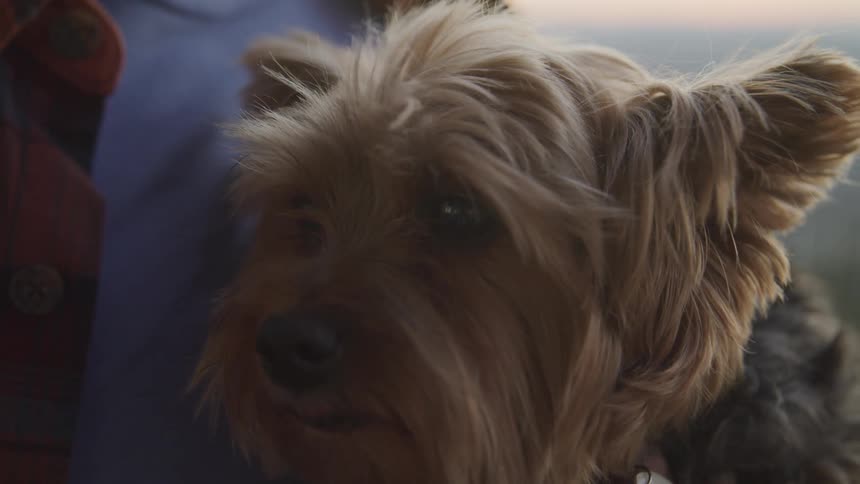 A small light brown dog with long fur is held by a person wearing a blue shirt and a red plaid jacket
