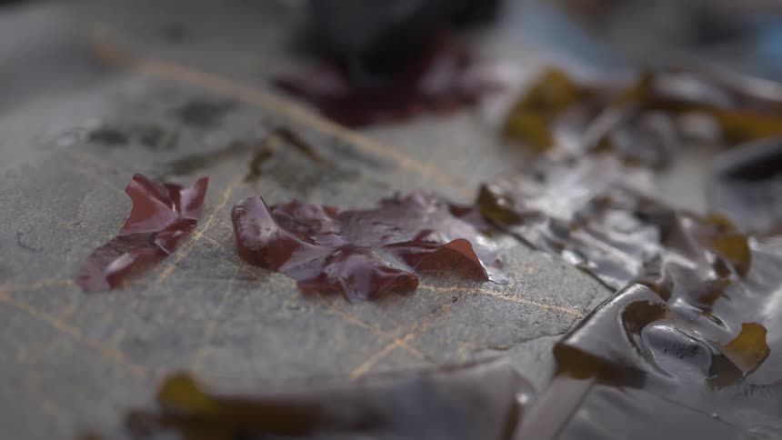 A person picks up a wet piece of seaweed