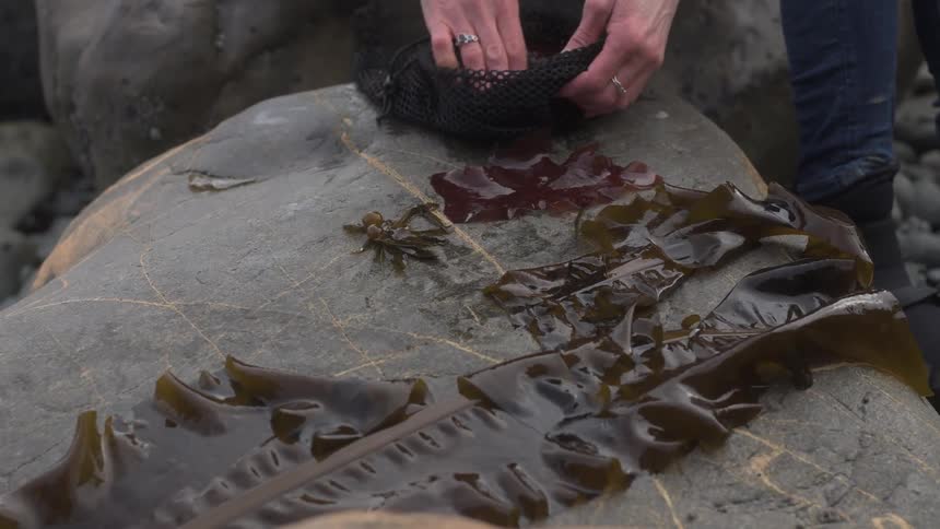 A woman pulls wet colored leaves from a black bag and places them on a large boulder