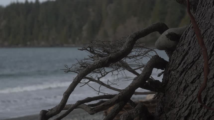 Waves are rolling onto a beach in a forested cove