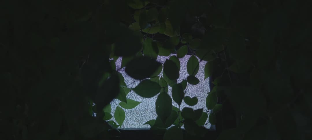 Leaves partially covering a tv flickering static