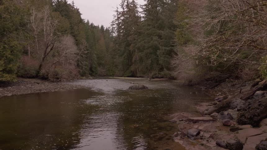 Stream flows through a forest of conifers and leafless trees during the daytime