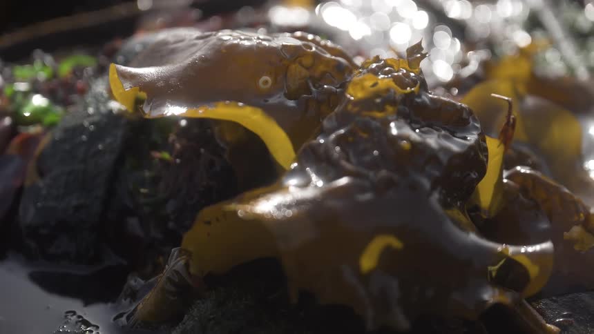 A brown sea plant that is all soaked and moving against the wind