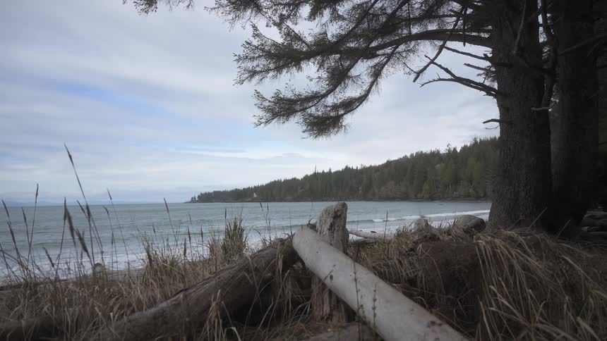 A landscape of a pine forest facing a sea with small waves breaking on the shores