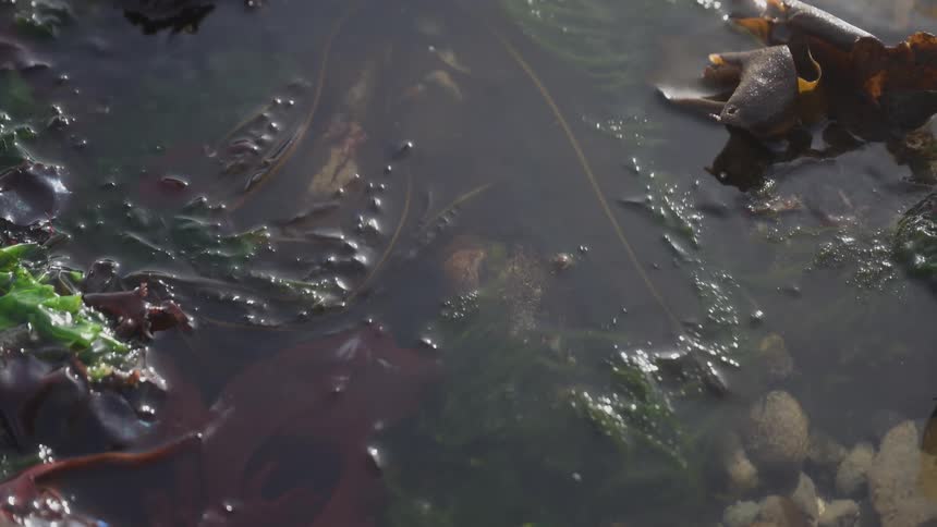 A closeup shows various types of seaweed and marine vegetation submerged in shallow water with bubbles and light reflections on the surface