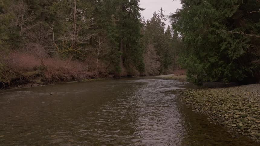 A murky river flows through a dense forest of tall evergreen trees under an overcast sky