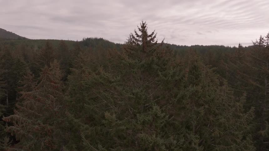A dense forest of towering evergreen trees stretches under an overcast sky with a narrow path weaving through the foliage
