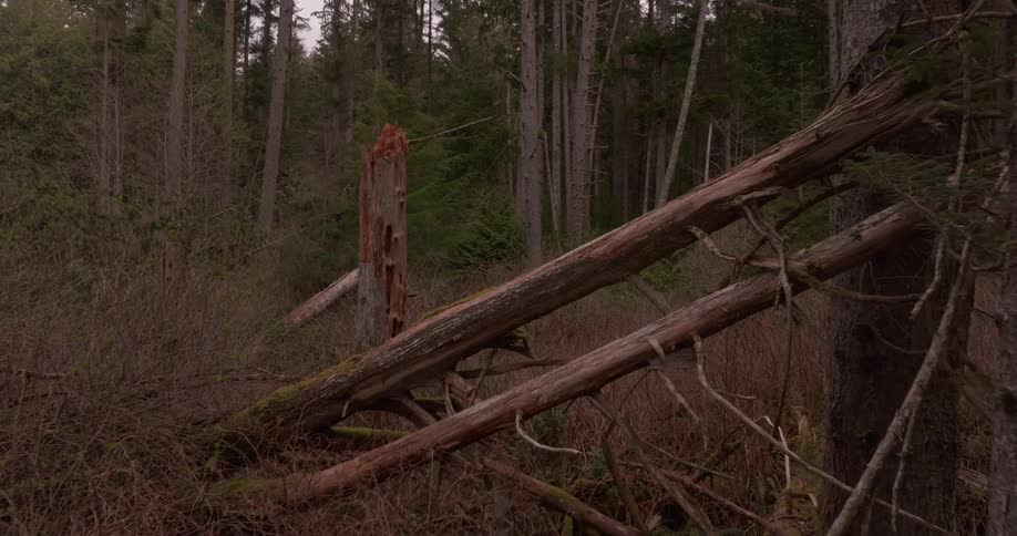Dense brown forest undergrowth surrounds fallen logs and tall trees