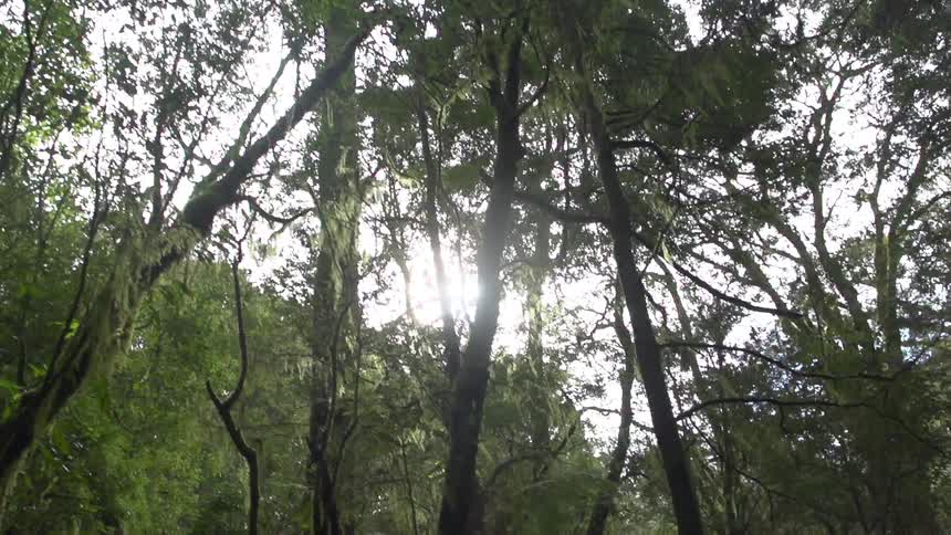 Mossy trees in a forest