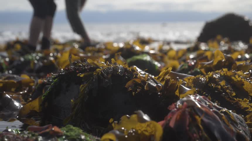 A coast with several brown sea plants scattered around and a person behind it crouching down to pick something up
