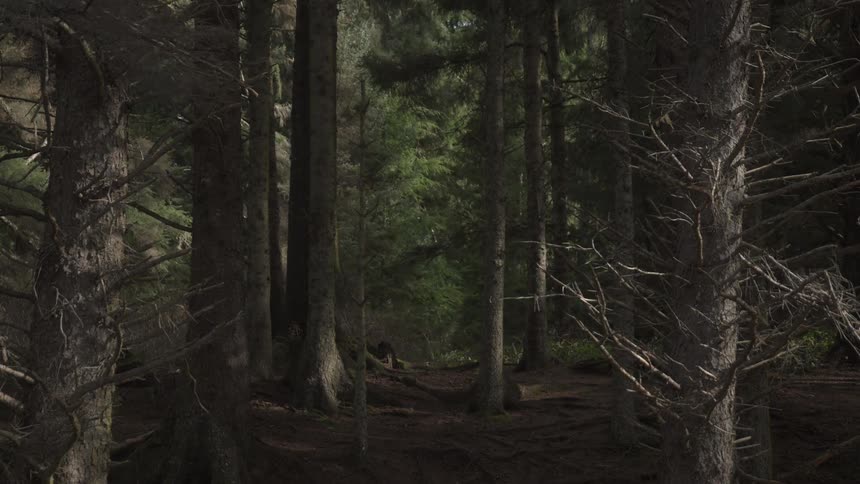 View of a dense forest during the day