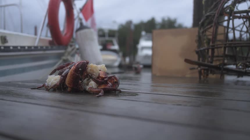 Crab in pieces on top of a wooden pier