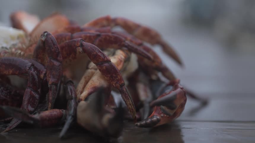 A closeup reveals reddishbrown crabs with detailed shells and claws lying on a wet wooden surface