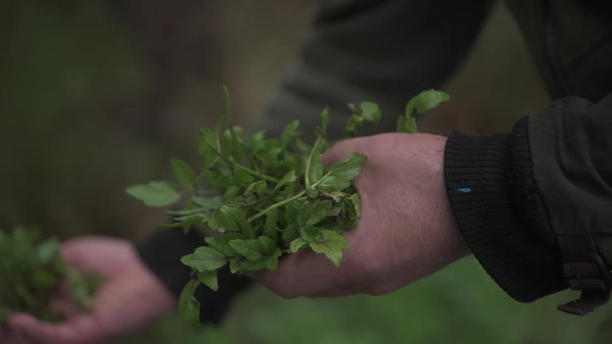 A person holds a fresh bundle of vibrant green herbs in both hands