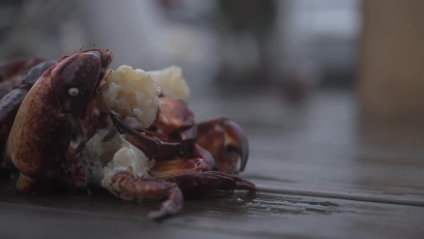 A crushed shellfish is on the ground