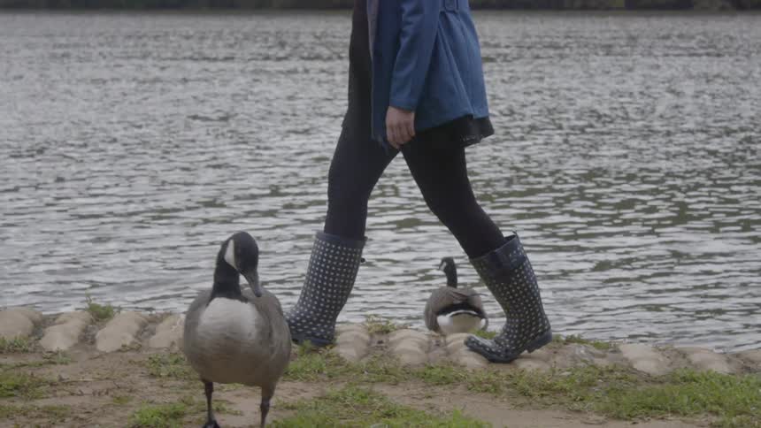 Woman walks next to the water by a goose