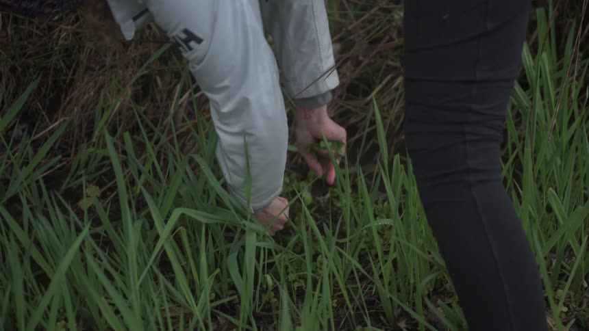 Person outdoors picking spices directly from the ground