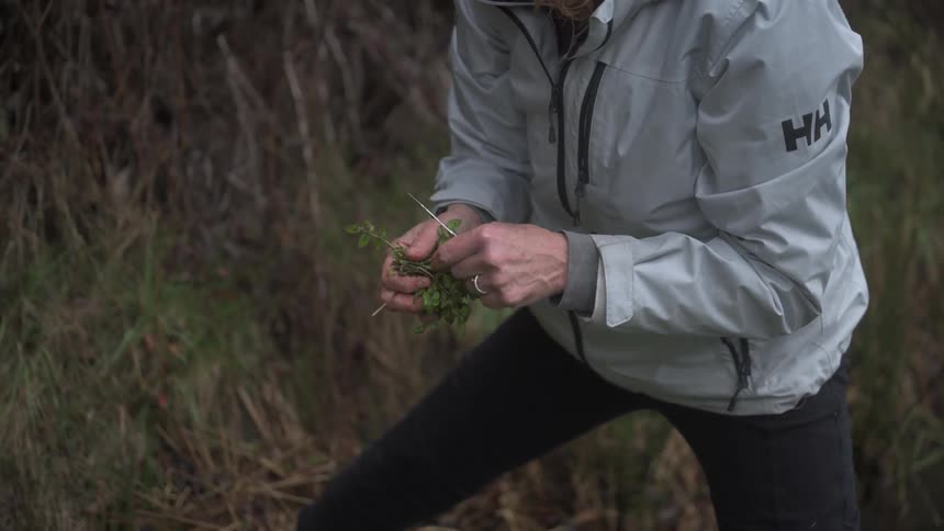 A person in a light gray jacket forages fresh herbs surrounded by bushes with sparse bare twigs
