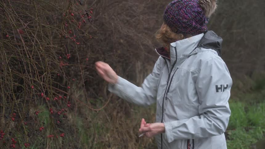 Woman picking small red berries from branches on the side of the road
