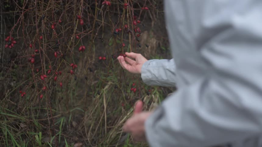 A person in a light gray jacket forages red berries from a bush with sparse bare twigs