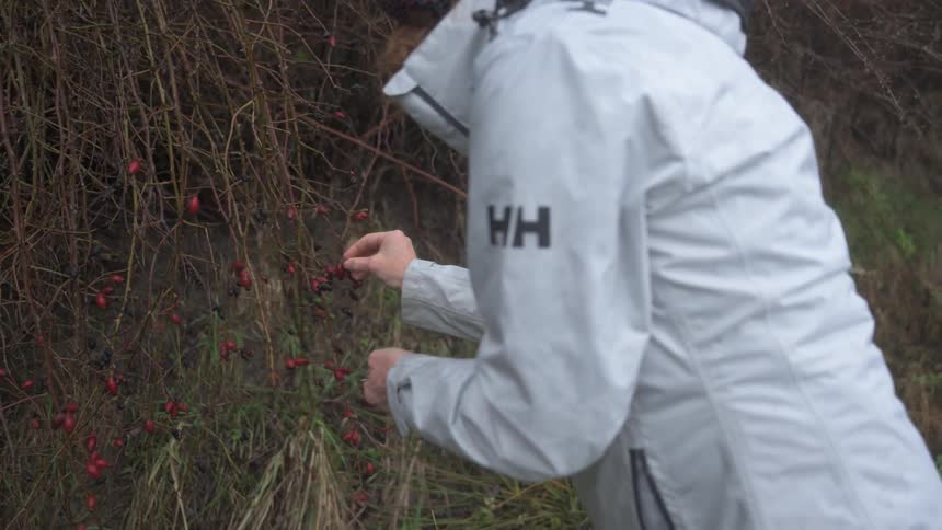 A woman is picking berries from vegetation that has no leaves left