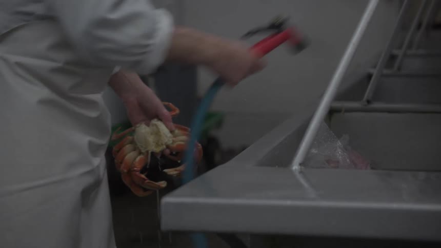 A man in a kitchen is washing two crabs using the sink water sprayer