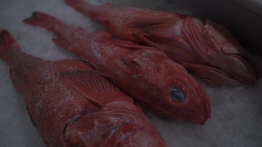 Three fresh orange fish on ice