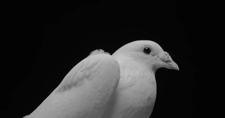 A white dove is sitting still before a dark backdrop
