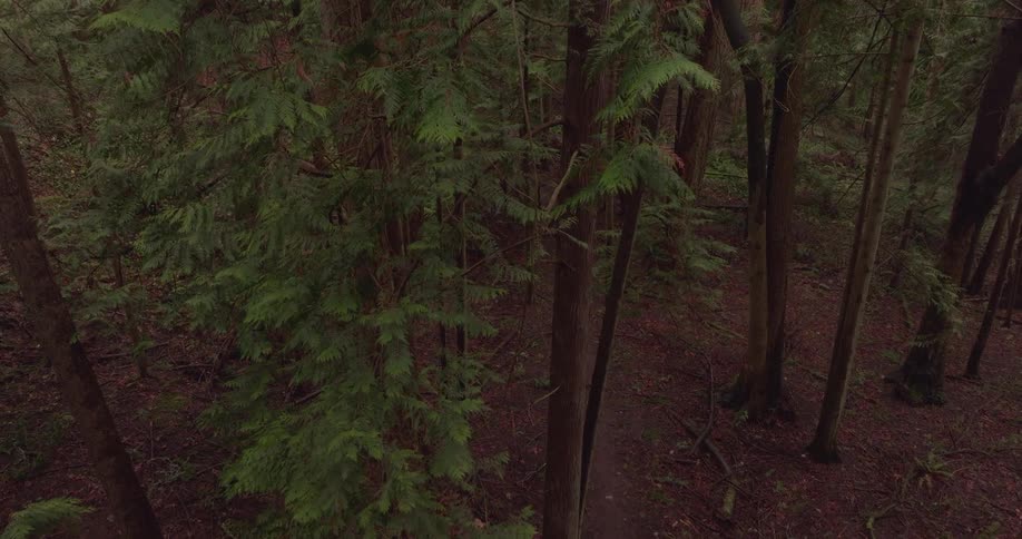 View from above of a forest