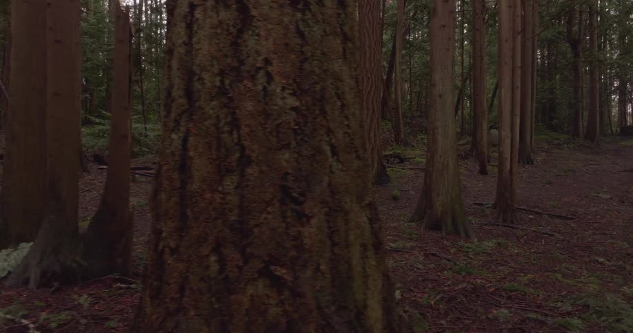 Lonely man walking through a dense forest
