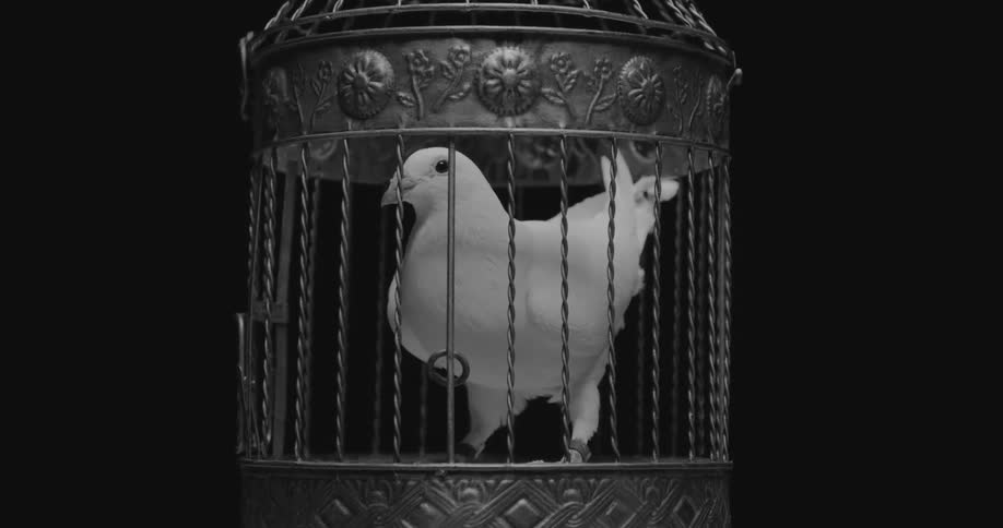 A white bird blinks his eye while standing in a small round cage