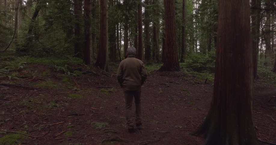 A person walks along a path through a dark dense forest filled with large trees