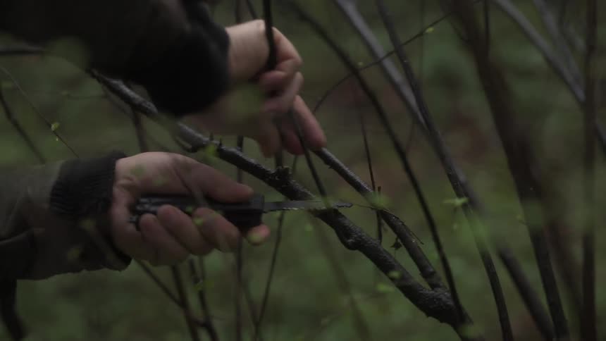 A footage of a person cutting a branch