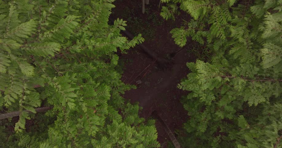 A man walks by the tall trees