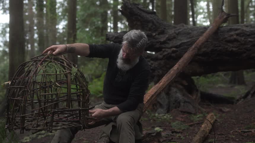A bearded man places a cage trap from fresh branches in a forest positioned near a fallen tree