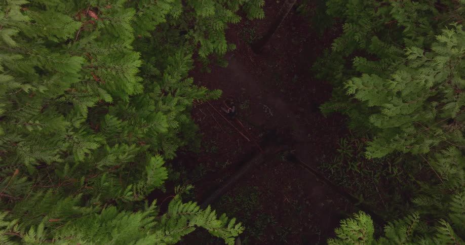 Aerial view of a person walking alone through a forest