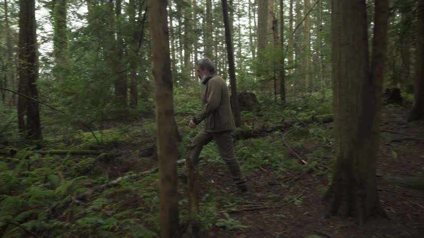 A person walks among towering trees on mossy ground in a dense forest