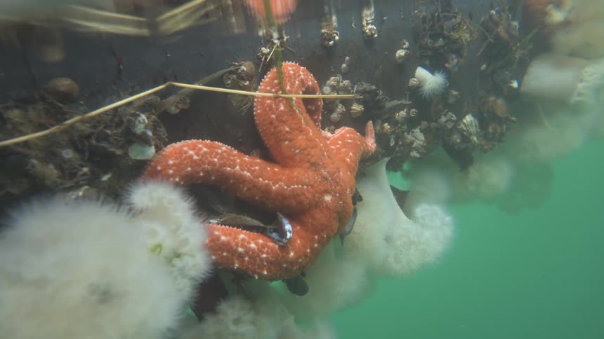 An orange starfish clings to a marine surface covered in white anemones and small shellfish in a greenish underwater scene